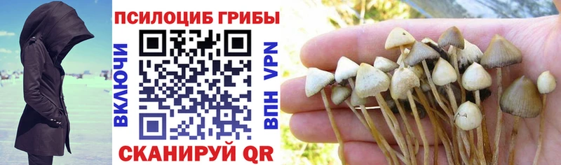 mega вход Лодейное Поле Псилоцибиновые грибы Psilocybine cubensis